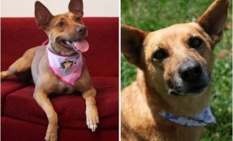 Domingo (6) tem feira de adoção de cães e gatos promovida pela SOS Animais