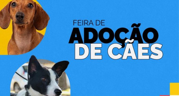 Feira de adoção é transferida para o dia 26 de abril