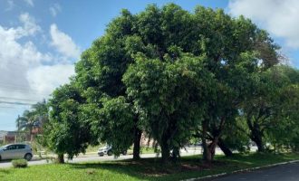 SQA fará supressão de árvores para corrigir drenagem na São Francisco de Paula