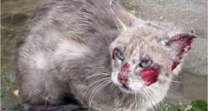 Pelotas registra aumento de esporotricose em humanos e felinos