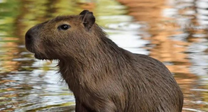 Ministério Público pede suspensão de programa estadual que permite guarda de animais silvestres por pessoas físicas