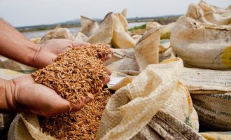 Conab pode comprar até 137 mil toneladas de arroz da safra 2024/25 para formação de estoques