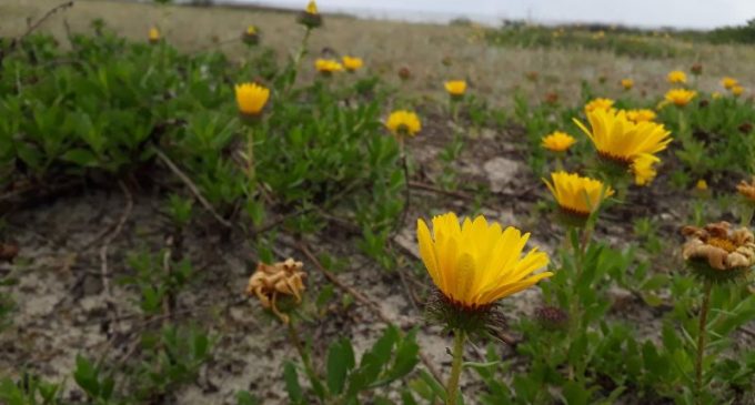Margarida-da-praia é classificada como criticamente ameaçada de extinção em estudo com participação da UFPel