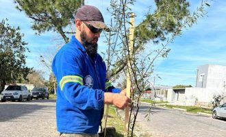 Inicia plantio de árvores nativas na avenida Rio Grande do Sul, no Laranjal