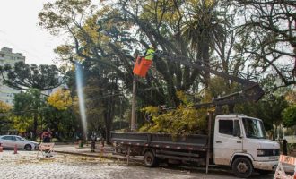 SQA realiza manejo arbóreo em áreas centrais de Pelotas