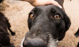 Prefeitura de Pelotas abre cadastro para novos protetores de animais