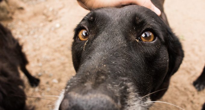 Prefeitura de Pelotas abre cadastro para novos protetores de animais