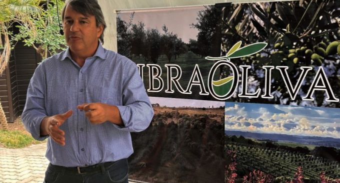 Produção de azeite de oliva recua em 2025 mas espera retomada no próximo ciclo