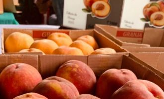 Festa Municipal do Pêssego reúne centenas de pessoas