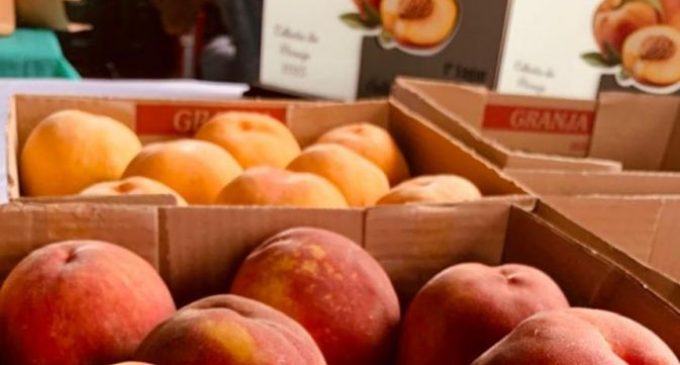 Festa Municipal do Pêssego reúne centenas de pessoas