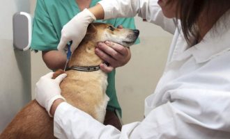Lei torna obrigatória a microchipagem de cães em Pelotas