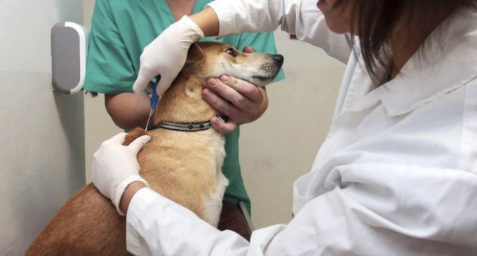 Lei torna obrigatória a microchipagem de cães em Pelotas