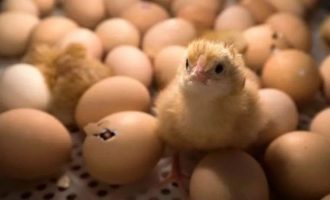 Brasil aguarda regulamentação contra descarte cruel de pintinhos e prepara terreno para sexagem de ovos