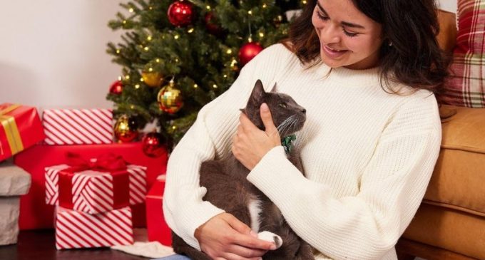 Cuidados essenciais para garantir o bem-estar dos pets durante as festas de fim de ano