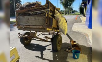 PRF resgata cadela e égua prenha vítimas de maus-tratos na BR-392, em Rio Grande