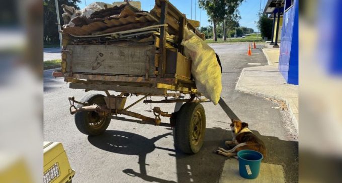 PRF resgata cadela e égua prenha vítimas de maus-tratos na BR-392, em Rio Grande