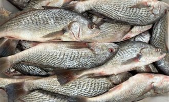 Proprietária e o mestre de embarcação são condenados a pagar R$50 mil por pesca ilegal