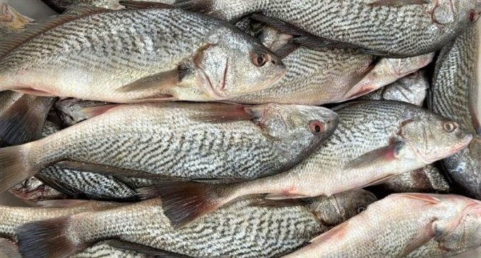 Proprietária e o mestre de embarcação são condenados a pagar R$50 mil por pesca ilegal