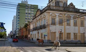 Cavalos soltos em vias públicas de Pelotas serão classificados em situação de maus tratos