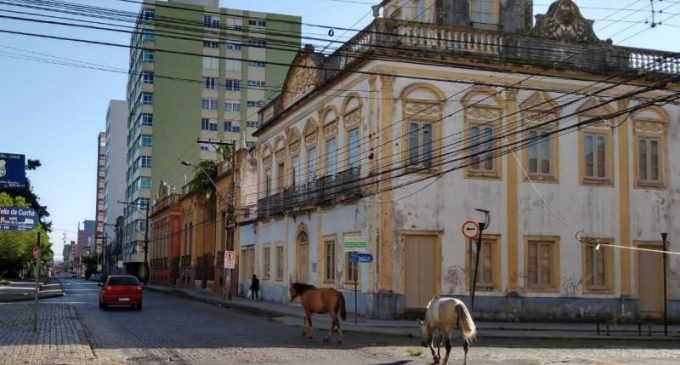 Cavalos soltos em vias públicas de Pelotas serão classificados em situação de maus tratos