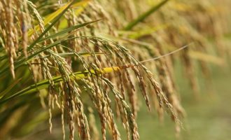 Federarroz orienta produtores a relatar aumento de preço e falta de óleo diesel