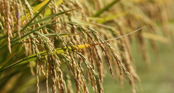 Federarroz orienta produtores a relatar aumento de preço e falta de óleo diesel