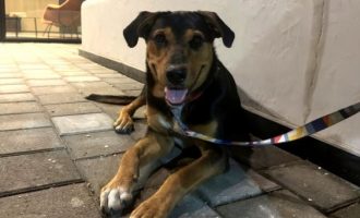 Evento de adoção acontece neste domingo (12) na Associação Rural