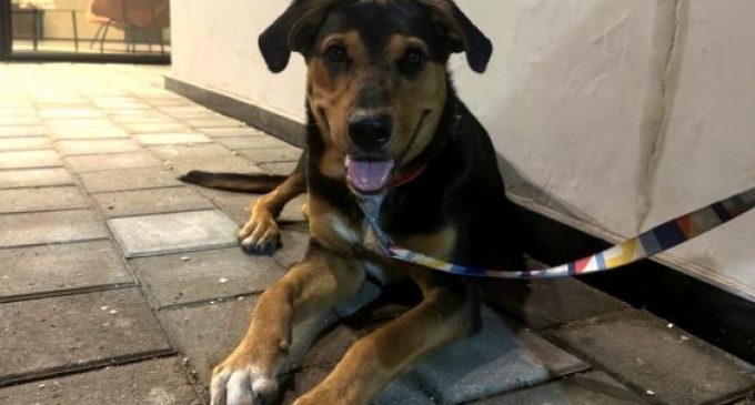 Evento de adoção acontece neste domingo (12) na Associação Rural