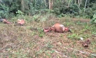 Morte de cavalos nas proximidades da Barragem Santa Bárbara causa indignação e mobiliza moradores em Pelotas