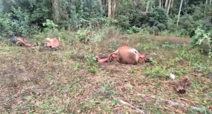 Morte de cavalos nas proximidades da Barragem Santa Bárbara causa indignação e mobiliza moradores em Pelotas