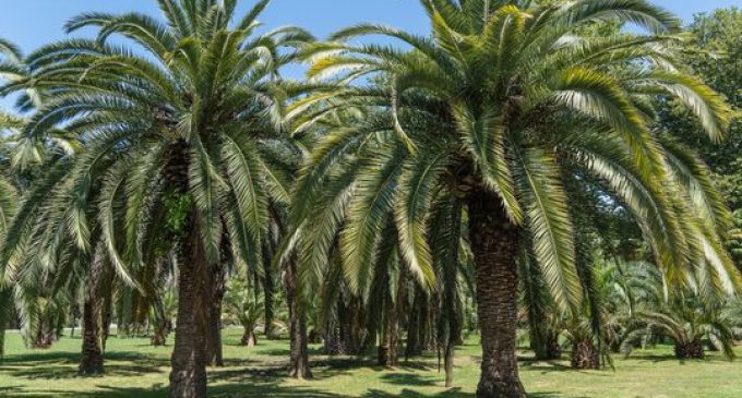 Embrapa e parceiros realizam evento dos 10 anos da trajetória da Rota dos Butiazais
