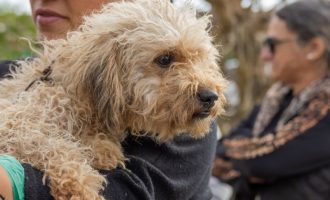Pelotas está habilitada para receber recursos do Fundo Estadual de Proteção e Bem-Estar de Animais Domésticos
