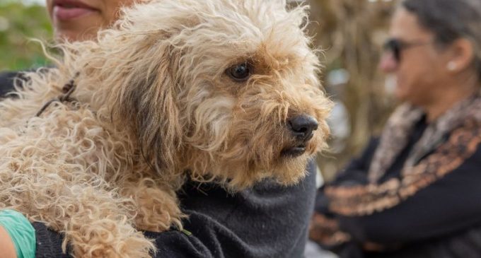 Pelotas está habilitada para receber recursos do Fundo Estadual de Proteção e Bem-Estar de Animais Domésticos