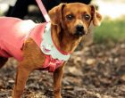 Campanha do Agasalho arrecada doações para animais do Canil Municipal