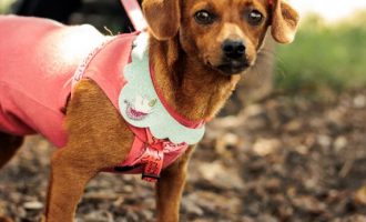 Campanha do Agasalho arrecada doações para animais do Canil Municipal