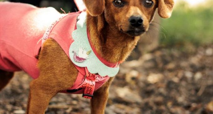 Campanha do Agasalho arrecada doações para animais do Canil Municipal