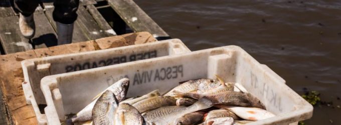 Peixaria da Z3 está habilitada a vender produtos para todo o Brasil