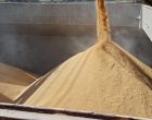 Exportações de arroz aliviam oferta interna e impulsionam recuperação dos preços