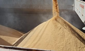 Exportações de arroz aliviam oferta interna e impulsionam recuperação dos preços