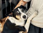 Campanha incentiva adoção de animais do Canil Municipal
