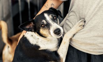 Campanha incentiva adoção de animais do Canil Municipal