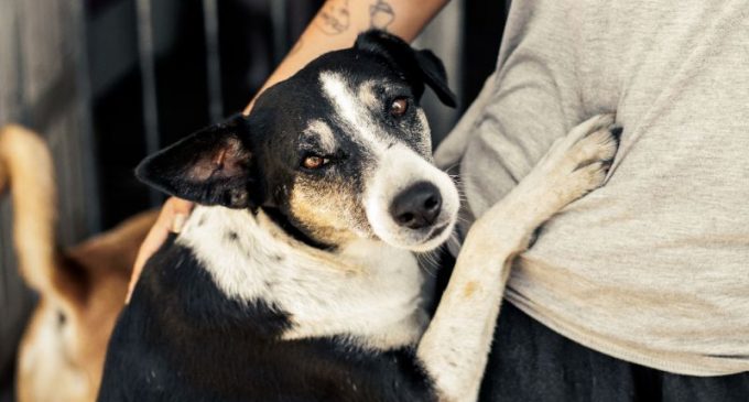 Campanha incentiva adoção de animais do Canil Municipal