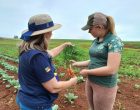 Plano Safra da Agricultura Familiar amplia crédito