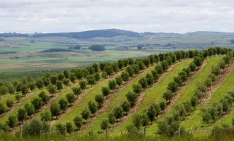 Embrapa orienta produtores como reduzir impactos do El Niño no Sul do Brasil