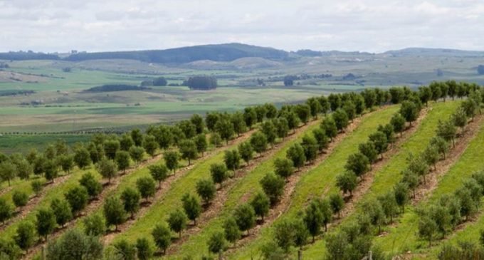 Embrapa orienta produtores como reduzir impactos do El Niño no Sul do Brasil