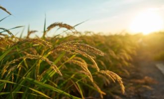 Nematoide-das-galhas reduz a produtividade do arroz e desafia o manejo nas lavouras