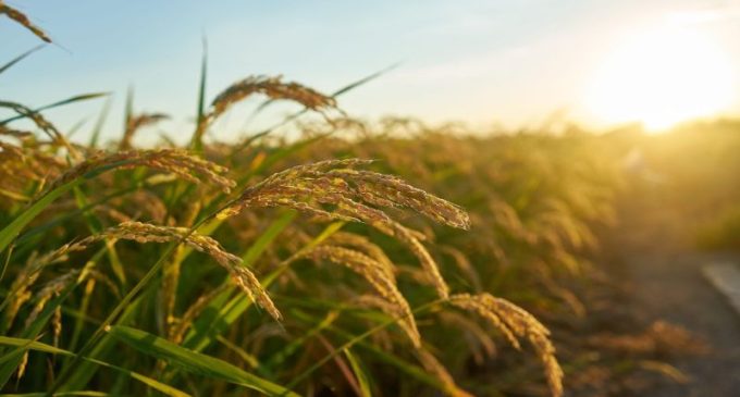 Nematoide-das-galhas reduz a produtividade do arroz e desafia o manejo nas lavouras
