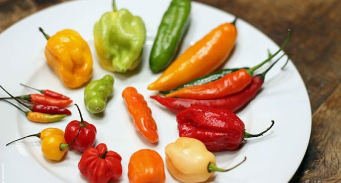 Quanto mais ardida, melhor? Conheça 9 tipos de pimenta e quando usar cada uma